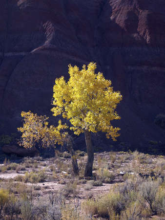 A golden cottonwood with bright fall foliage in a desert river valley.の写真素材