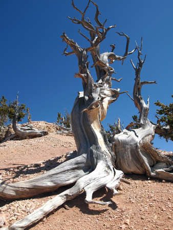 A Rocky Mountain bristlecone pine tree in the mountains.