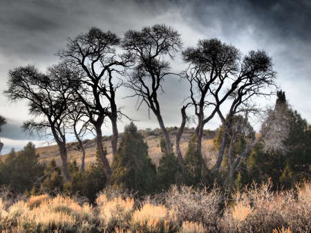 Small grove of cottonwood trees in a mountain valley.