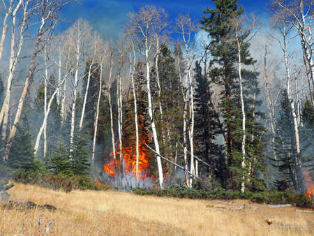 A late season forest fire burns shrubs, aspen, and spruce.