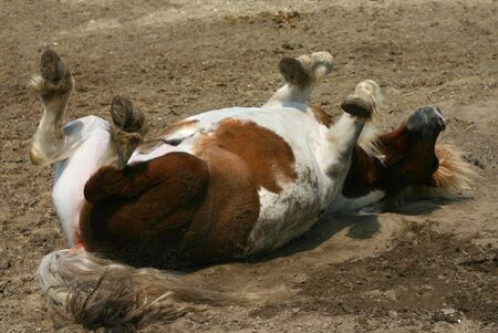 A piebald shetland pony rolling in the dirtの写真素材