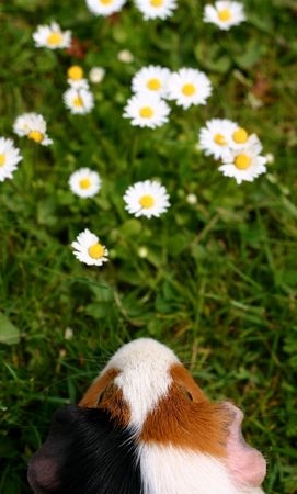 A guinee pig with a yellow flower in a green fieldの写真素材