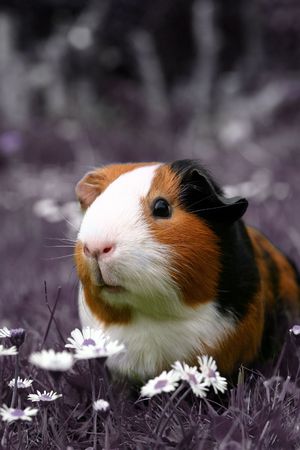 A guinee pig isolated in a pink field of flowersの写真素材