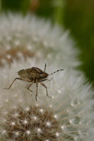 A colorful bug sitting on a dandelionの写真素材