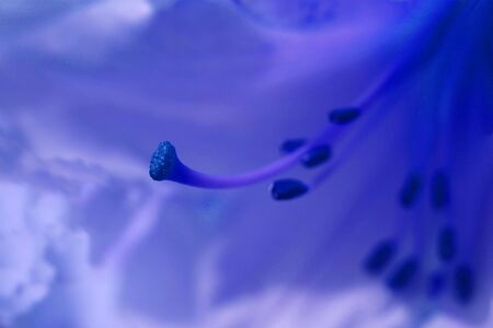 A close-up of the insides of a lily. Soft focus except for the stigmaの写真素材