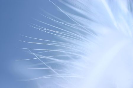 Close-up of a white feather on a blue background. Macro photograph: shallow depth of field!の写真素材