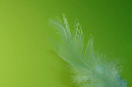Close-up of a white feather on a lime green background. Macro photograph: shallow depth of field!の写真素材