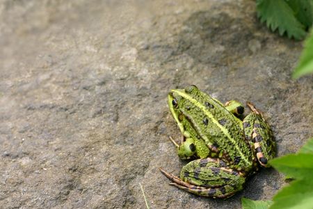 A green frog on a stoneの写真素材