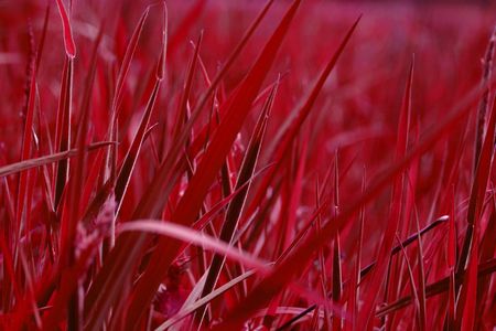A field of grass turned blood red in postprocessing.の写真素材