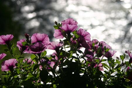 Pink flowers over a riverの写真素材