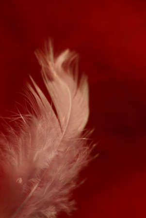 Close-up of a white feather on a red background. Macro photograph: shallow depth of field!の写真素材