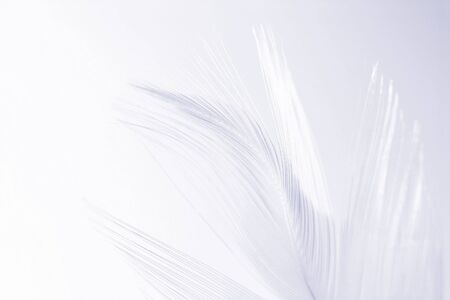 Close-up of a white feather on a blue background. Macro photograph: shallow depth of field!の写真素材