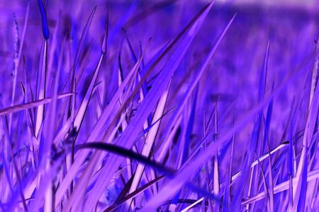 A close-up of  a field of grass, turned violet in postprocessingの写真素材