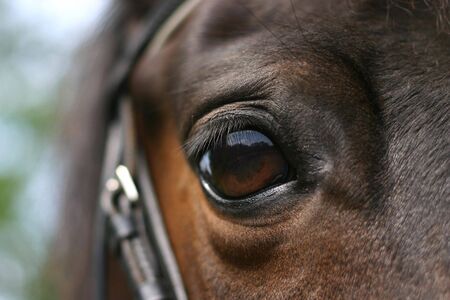The eye of a bay ponyの写真素材