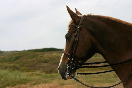 A portrait of a chestnut horse in a green dune landscape