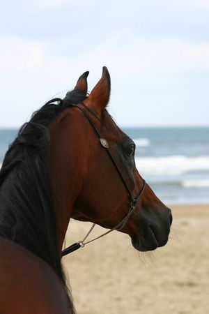 A bay arabian stallion on the beach looking out over the wavesの写真素材