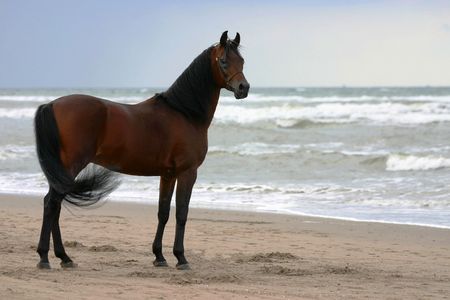 A beautyful bay arabian stallion standing freely on the beachの写真素材