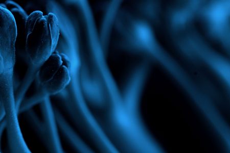 Macro photograph of small plantlife, altered for an outerworldly science-fiction lookの写真素材