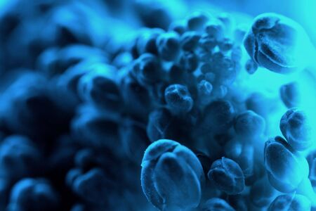 Macro photograph of small plantlife, altered for an outerworldly science-fiction lookの写真素材