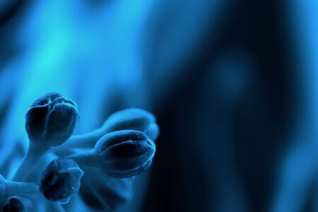 Macro photograph of small plantlife, altered for an outerworldly science-fiction lookの写真素材