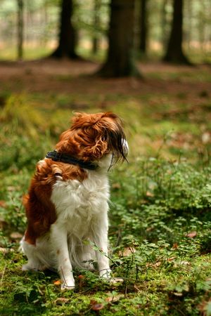 A kooijker dog in a forest, looking away from the viewerの写真素材