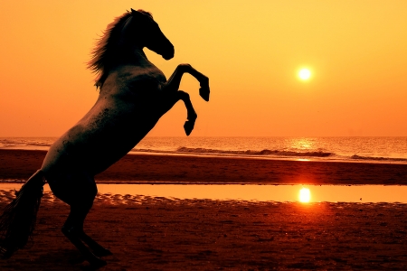A rearing horse on the beach at sunset - photomanipulationの写真素材