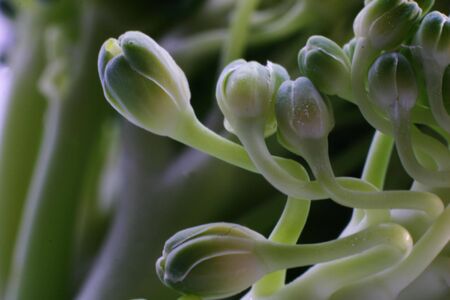 An extreme macro of fresh broccoliの写真素材