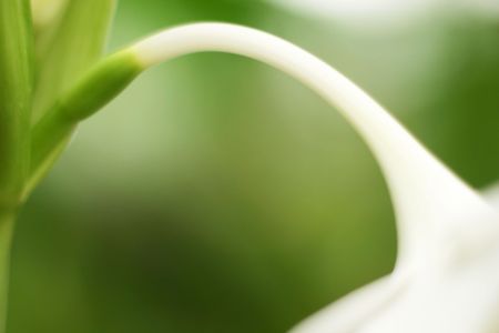 Stem and white flower, Deliberately softfocus, smooth blurry image!の写真素材