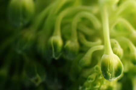 An extreme macro of fresh broccoliの写真素材