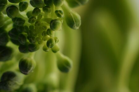 An extreme macro of fresh broccoliの写真素材