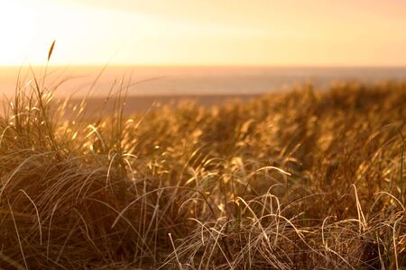 A beautiful warm image of a sunset over grassy dunesの写真素材