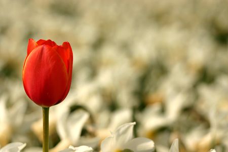 A single red tulip in a field of white daffodilsの写真素材