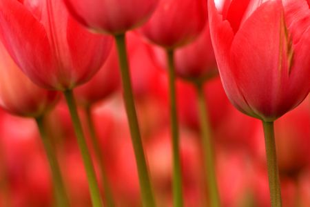 Abstract picture of long stemmed pink flowers with beautiful blurred backgroundの写真素材