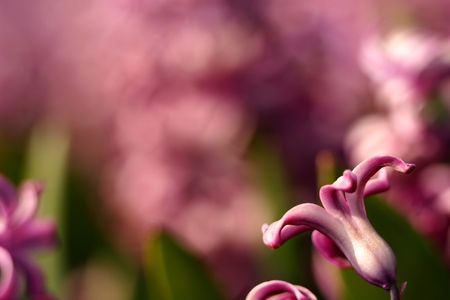Pink hyacinth flowers, focus on the fower in frontの写真素材