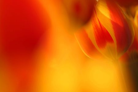 A  red and yellow feathered tulip with beautiful foreground blurの写真素材