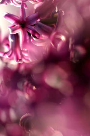 Pink hyacinth flowers, beautiful bokeh and blur showingの写真素材