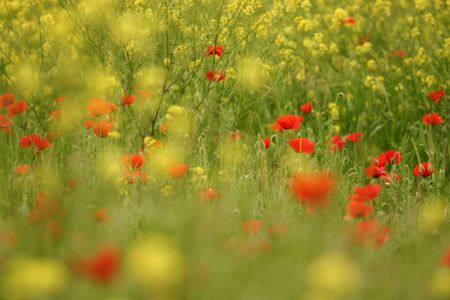 Poppies and rapeseed, blurred foreground and backgroundの写真素材