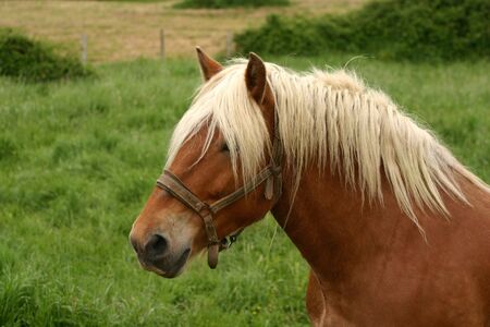 A portrait of a chestnut heavy french drafthorseの写真素材