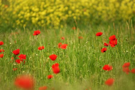 Poppies and rapeseed, blurred foreground and backgroundの写真素材