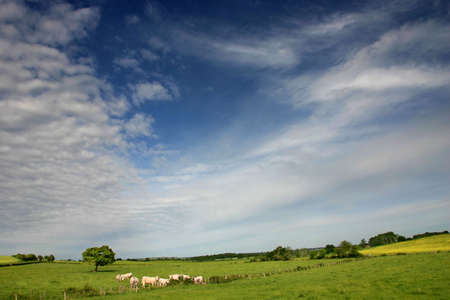 A beautiful landscape with bright blue sky and a small herd of cows in a green field.の写真素材