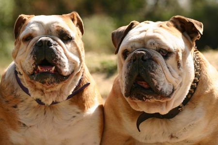 Two bulldogs, male and female, on a bright sunny day outdoors.の写真素材