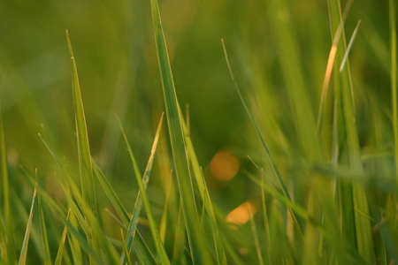 A close-up of grass with soft evening lightの写真素材
