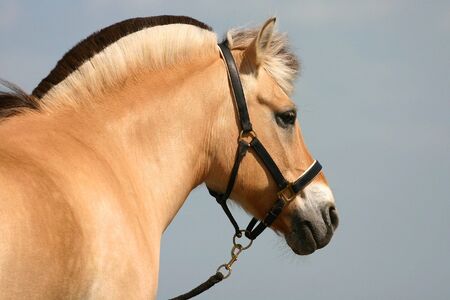 A beautiful fjord pony against a blue sky backgroundの写真素材