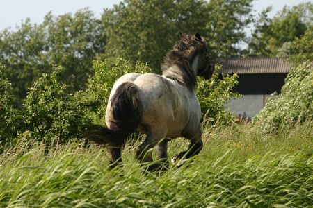 A heavybuild draught horse in gallop, seen from the backの写真素材