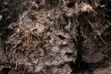 The sandy roots of a tree blown away in a storm