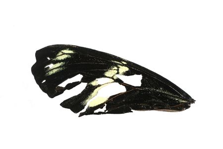 A butterfly wing with holes isolated on whiteの写真素材