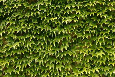 A background image of a wall overgrown with green leaves