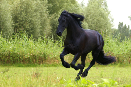 Friesian horse galloping in a bright green fieldの写真素材