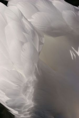 Close-up of a swan, details of it's white feathersの写真素材