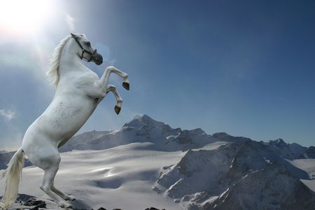 A grey horse rearing against a bright mountain background.の写真素材